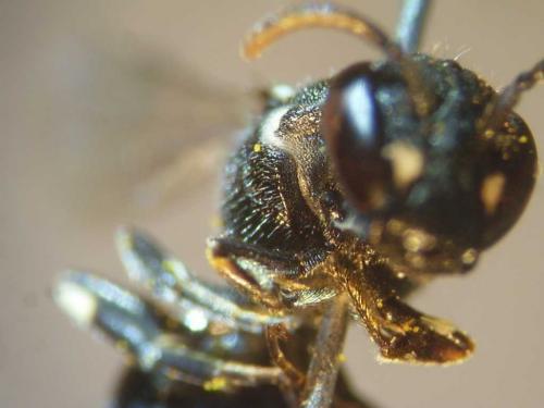 Hylaeus hyalinatus