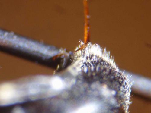 Réf. 79 914 : Hylaeus signatus