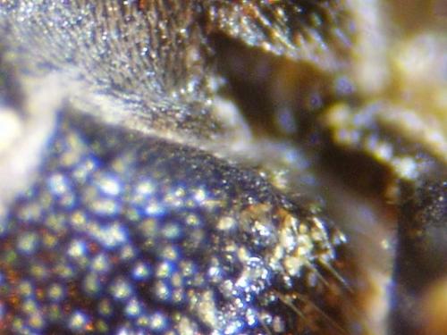 Réf. 79 931 : Hylaeus signatus