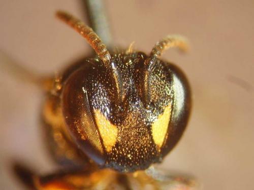 Réf. 79 903 : Hylaeus signatus