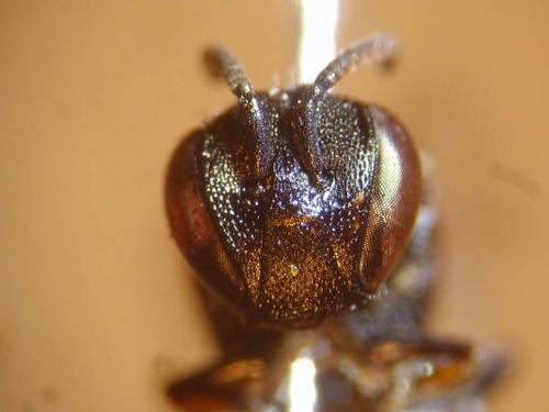Réf. 79 995 : Hylaeus signatus