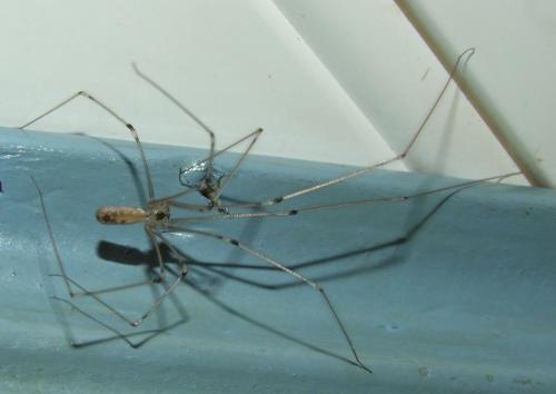 Réf. 79 923 : Pholcus phalangioides