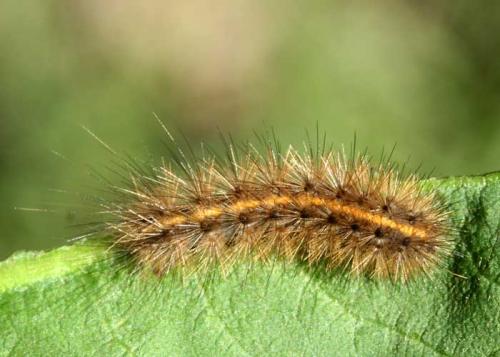 Phragmatobia fuliginosa