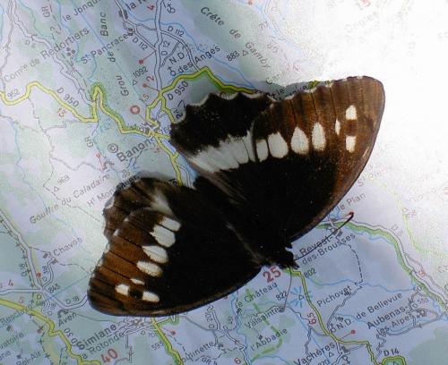 Brintesia circe