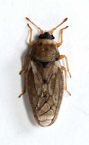 Réf. 79 079 : Piesma capitatum