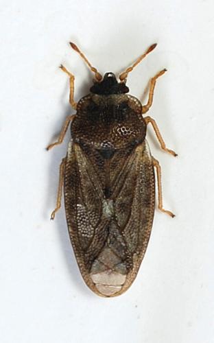Réf. 79 080 : Piesma maculatum