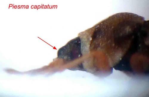Réf. 79 247 : Piesma capitatum