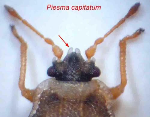 Réf. 79 249 : Piesma capitatum
