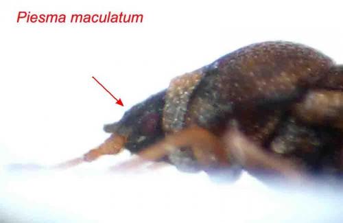 Réf. 79 248 : Piesma maculatum