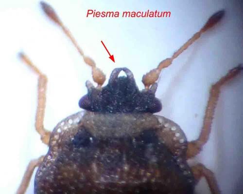 Réf. 79 250 : Piesma maculatum