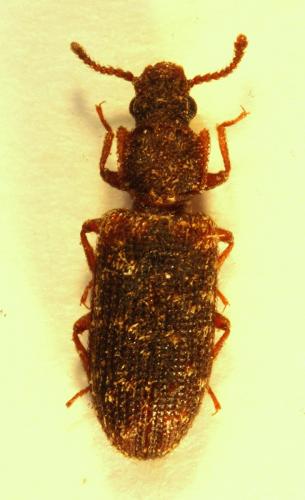 Xylolaemus fasciculosus