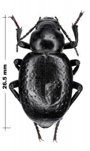 Réf. 79 204 : Pelorocnemis sp.