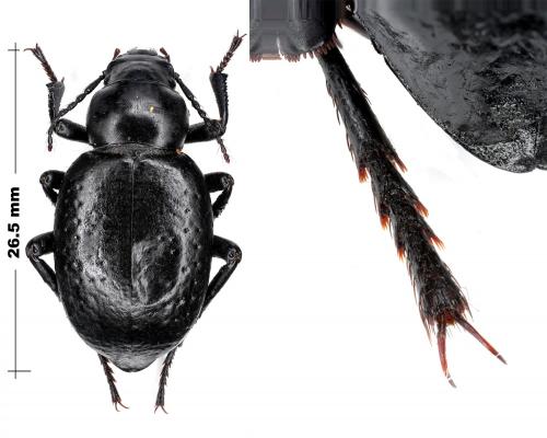Réf. 79 421 : Pelorocnemis sp.