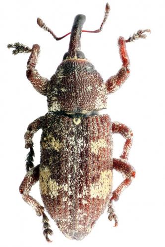 Réf. 79 876 : Pissodes validirostris