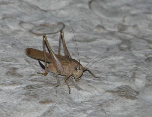Réf. 79 283 : Platycleis sp.