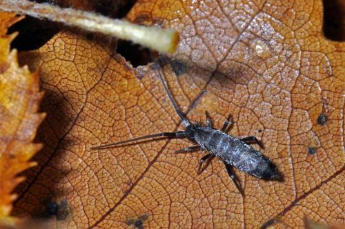 Pogonognathellus sp.