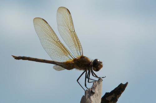 Brachymesia herbida