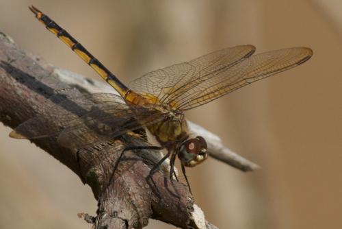 Brachymesia herbida
