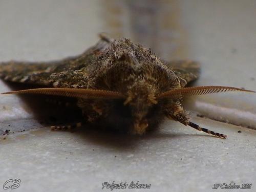 Polymixis lichenea