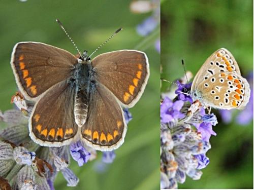 Polyommatus icarus