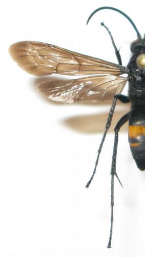 Anoplius samariensis