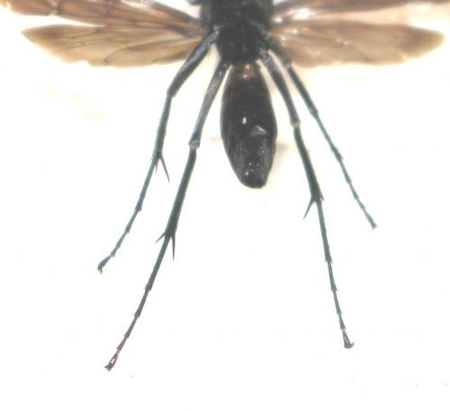 Anoplius samariensis