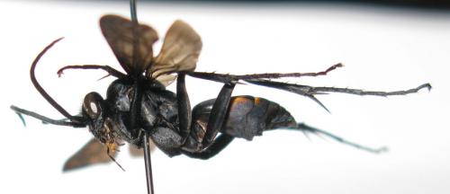 Anoplius samariensis