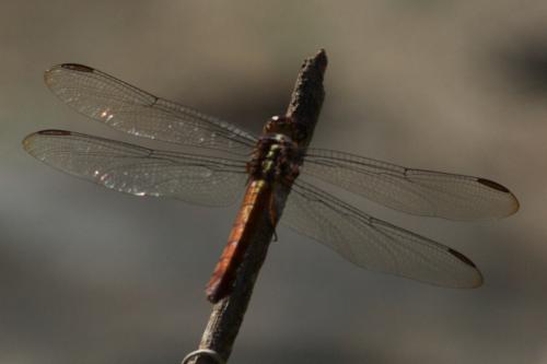 Orthemis sp.