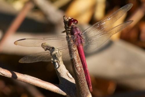 Orthemis sp.