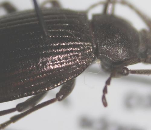 Euboeus superbus