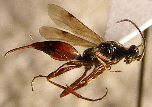 Proctotrupes gravidator