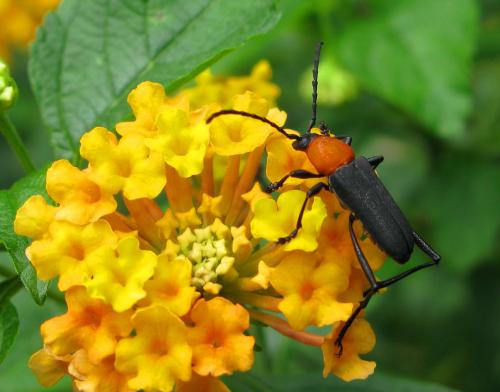 Pseudoeriphus sp.