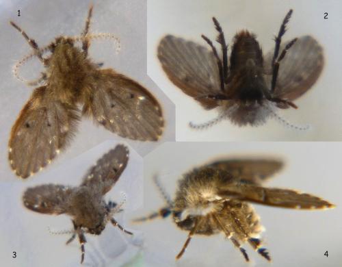 Clogmia albipunctata