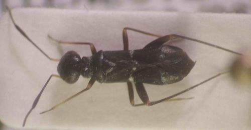 Réf. 79 869 : Globiceps sphaegiformis