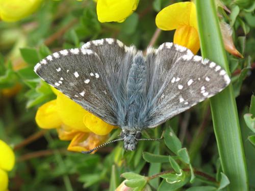 Réf. 79 073 : Pyrgus cacaliae