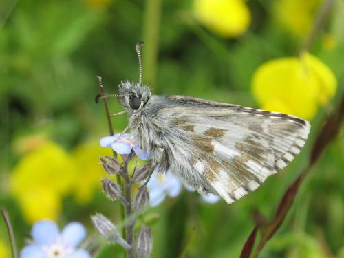 Réf. 79 074 : Pyrgus cacaliae
