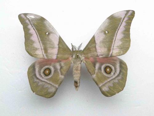 Nudaurelia rhodophila