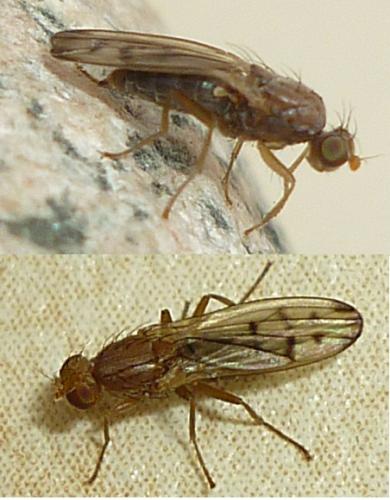Opomyza florum