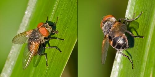 Réf. 79 550 : Phasia aurigera