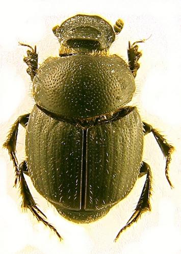 Onthophagus baraudi