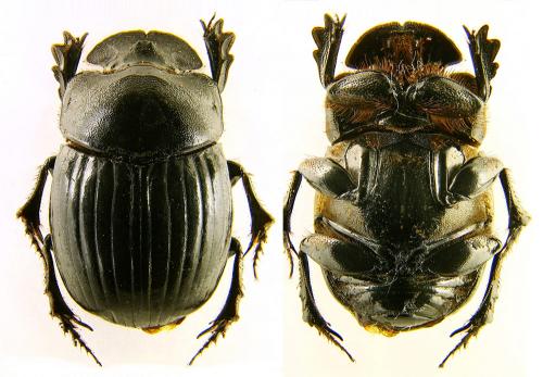 Réf. 79 940 : Copris umbilicatus