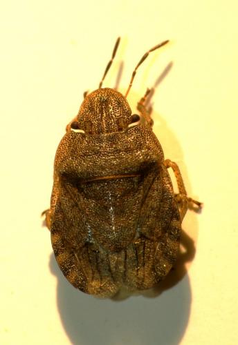 Sciocoris homalonotus