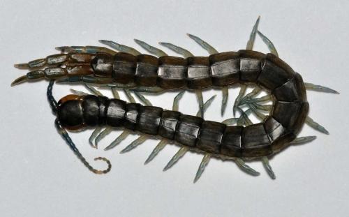 Réf. 79 564 : Scolopendra oraniensis