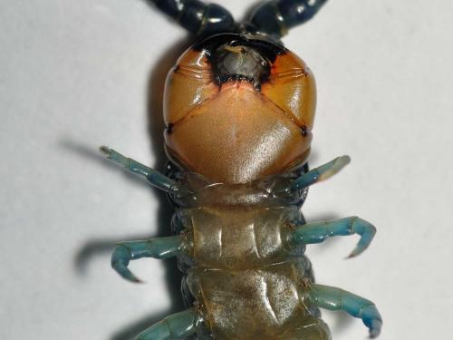 Réf. 79 567 : Scolopendra oraniensis