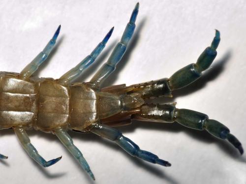 Réf. 79 566 : Scolopendra oraniensis