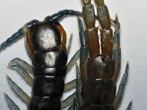 Réf. 79 565 : Scolopendra oraniensis