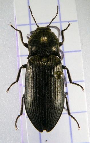 Selatosomus latus