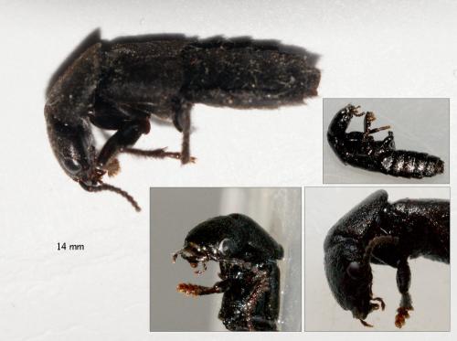 Ocypus sp.