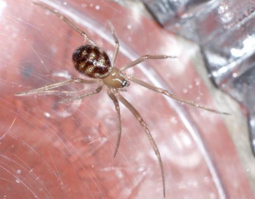 Steatoda grossa