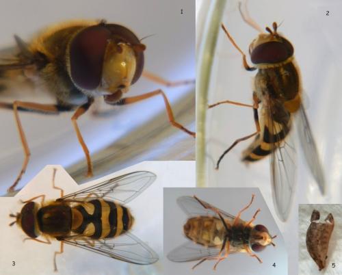 Syrphus sp.